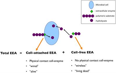 Watch Out for the “Living Dead”: Cell-Free Enzymes and Their Fate